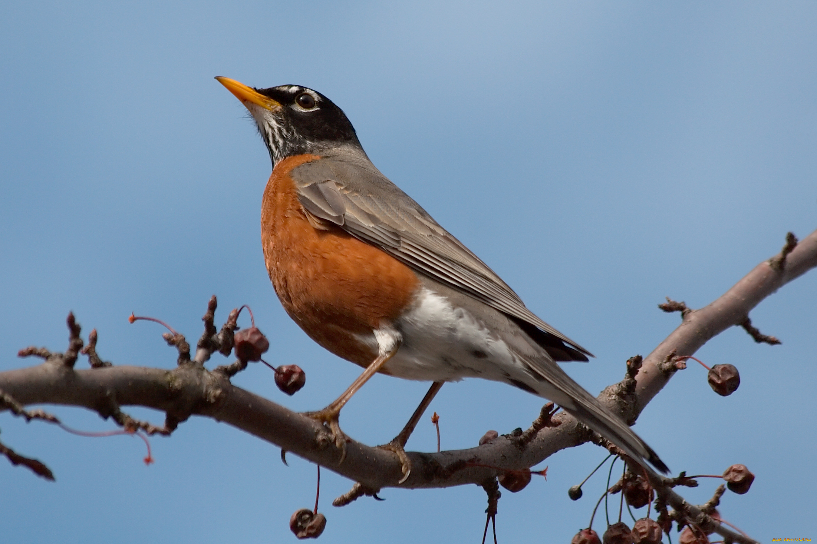 , , turdus, migratorius, , , , 
